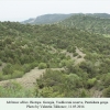 melitaea abbas vashlovani biotope2